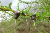 Vachellia zanzibarica