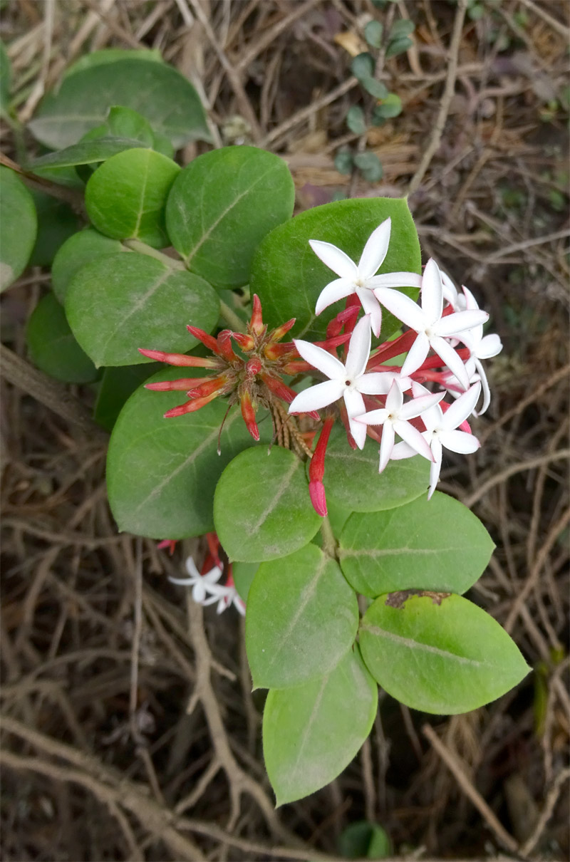 Image of Carissa spinarum specimen.