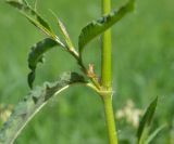 Aconogonon alpinum