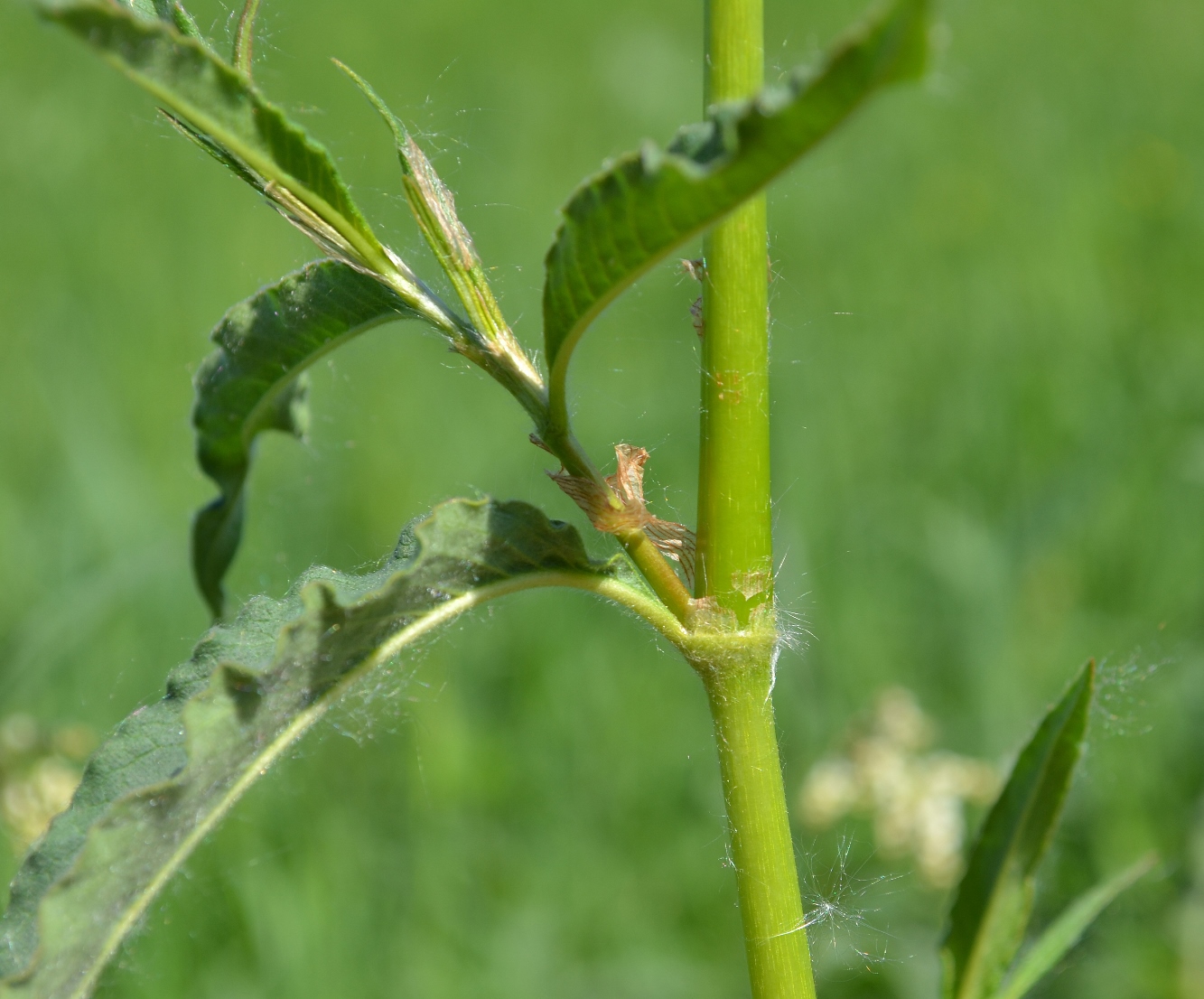 Image of Aconogonon alpinum specimen.