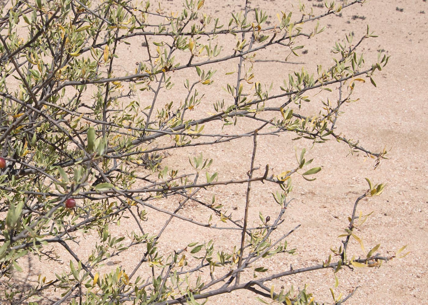 Image of Commiphora oblanceolata specimen.