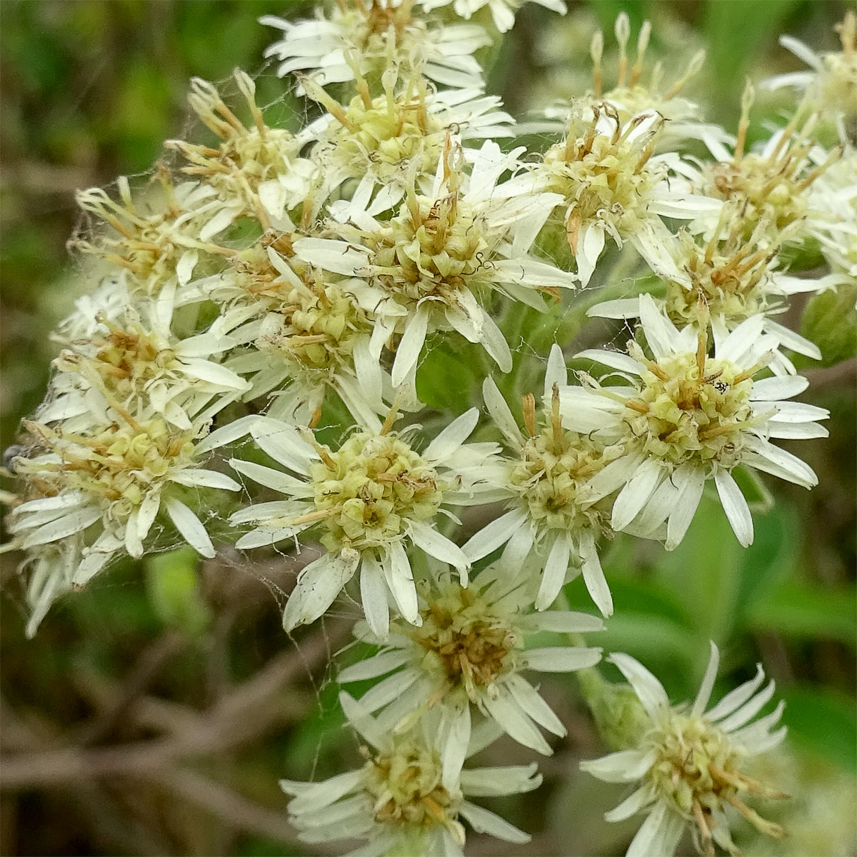 Image of Anisopappus stuhlmannii specimen.