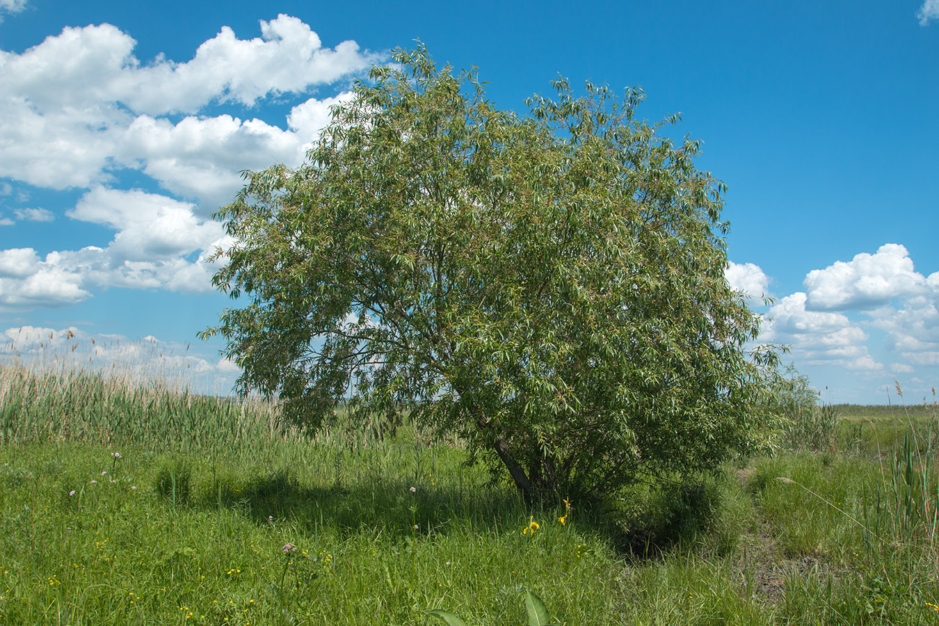 Изображение особи Salix &times; fragilis.