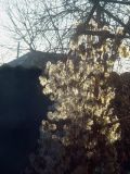 Clematis vitalba