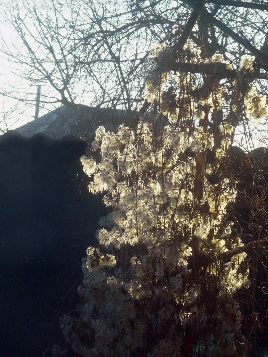 Image of Clematis vitalba specimen.