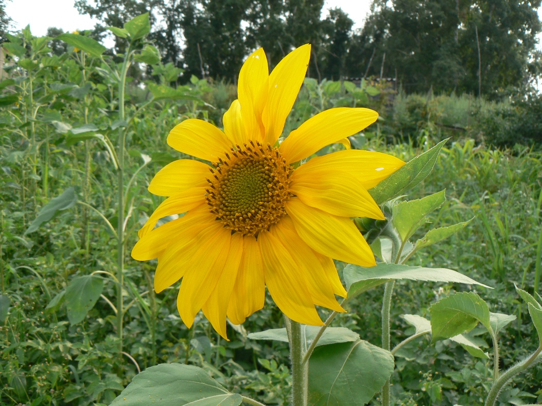 Image of Helianthus annuus specimen.