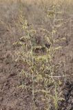 Artemisia santonicum