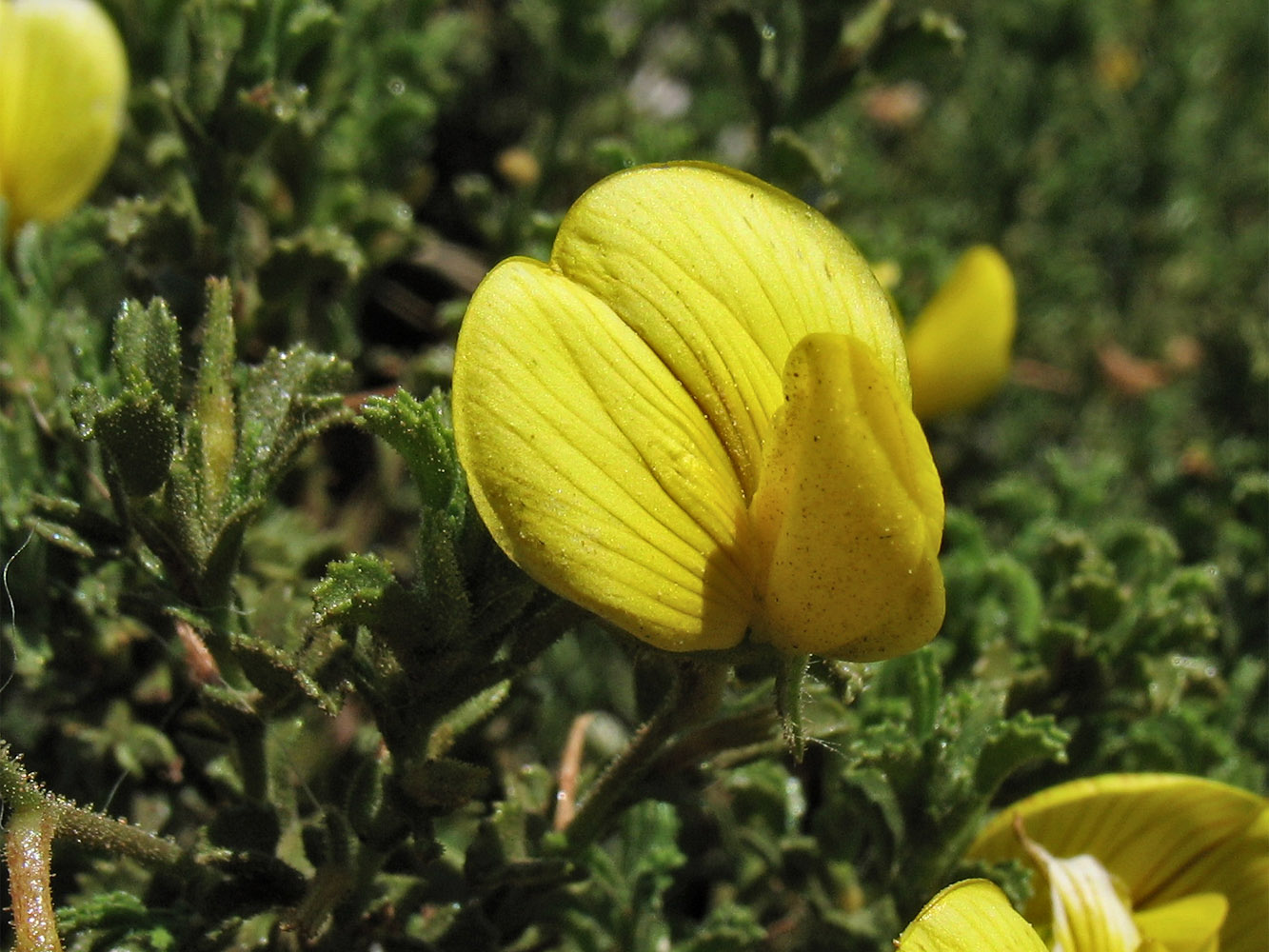 Image of Ononis natrix ssp. ramosissima specimen.