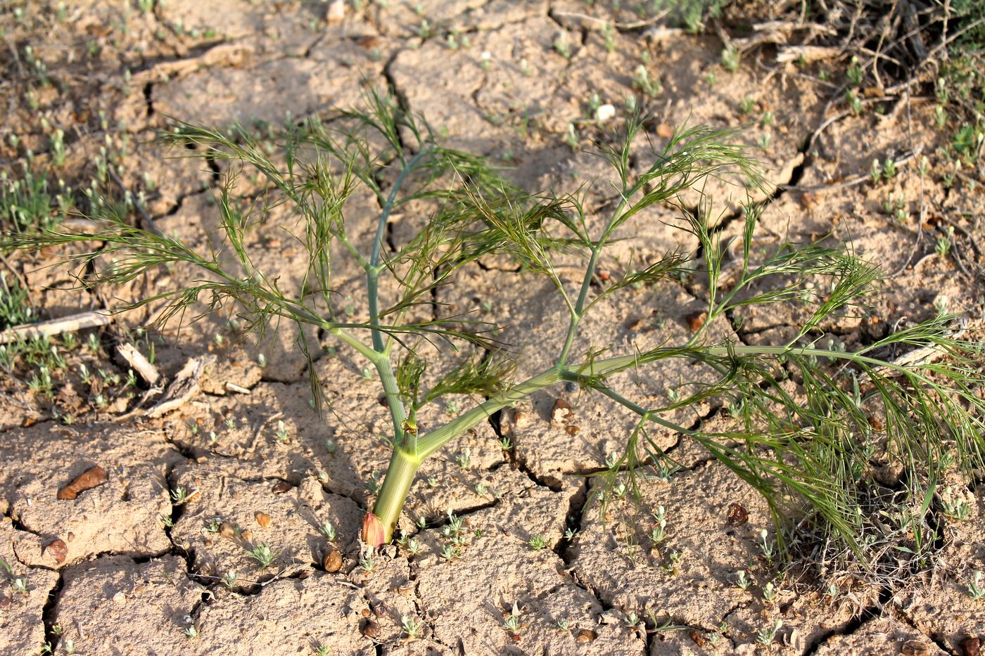 Image of Ferula varia specimen.