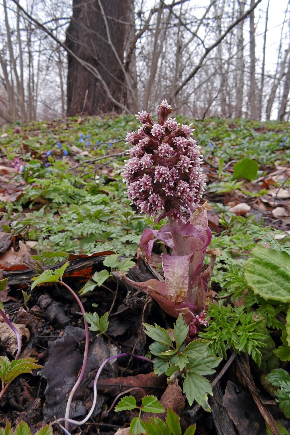 Image of Petasites hybridus specimen.