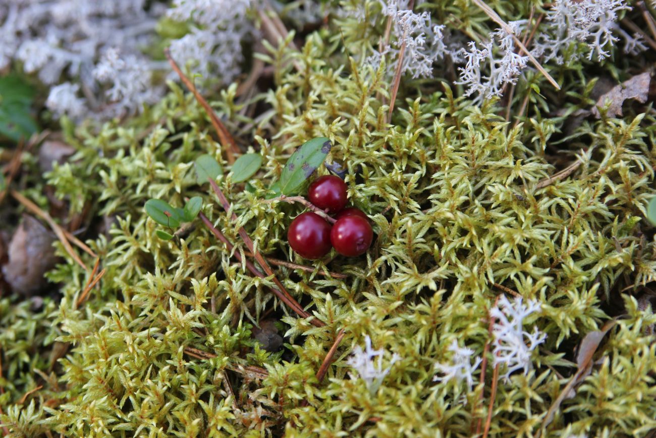 Image of Vaccinium vitis-idaea specimen.