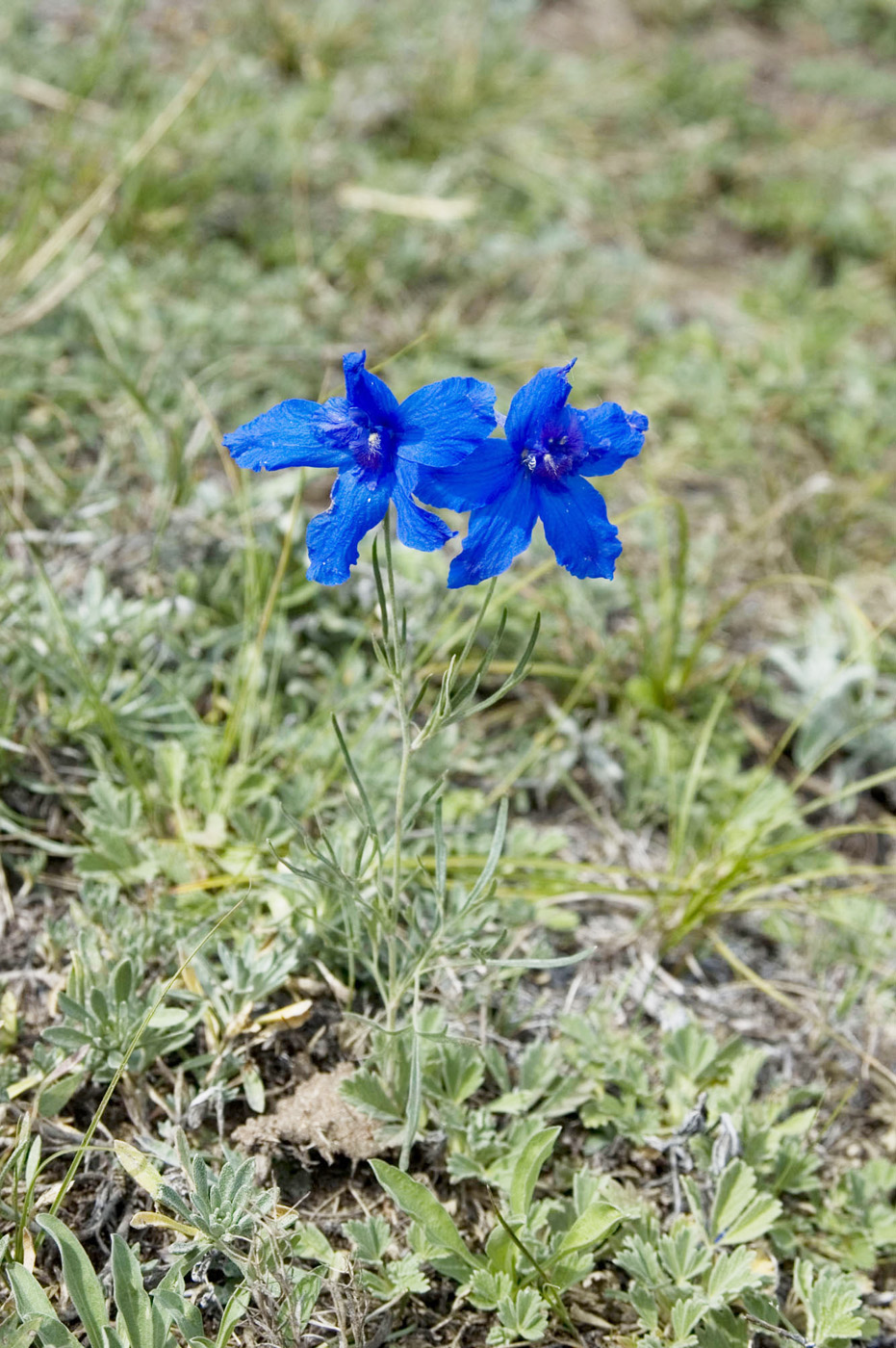 Image of Delphinium grandiflorum specimen.