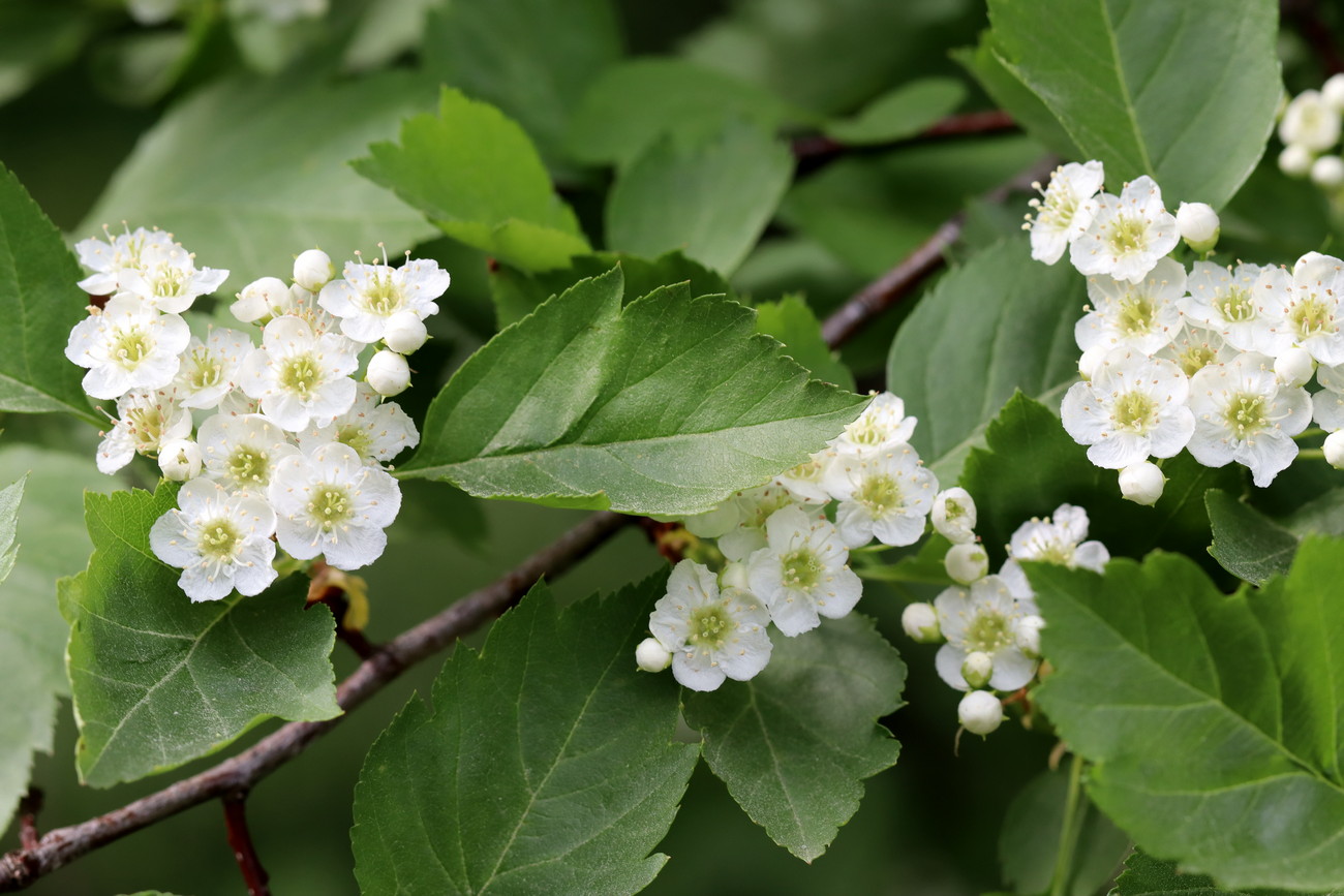 Изображение особи Crataegus sanguinea.