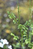 Cardamine dentata