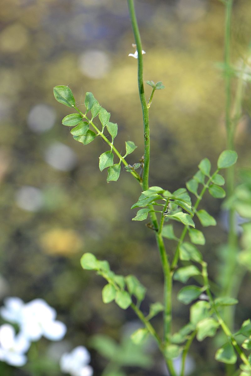 Image of Cardamine dentata specimen.