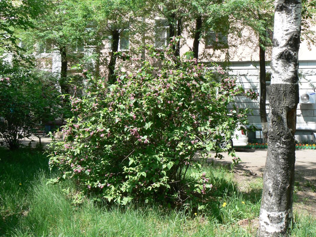 Image of Weigela praecox specimen.