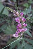 Onobrychis sibirica