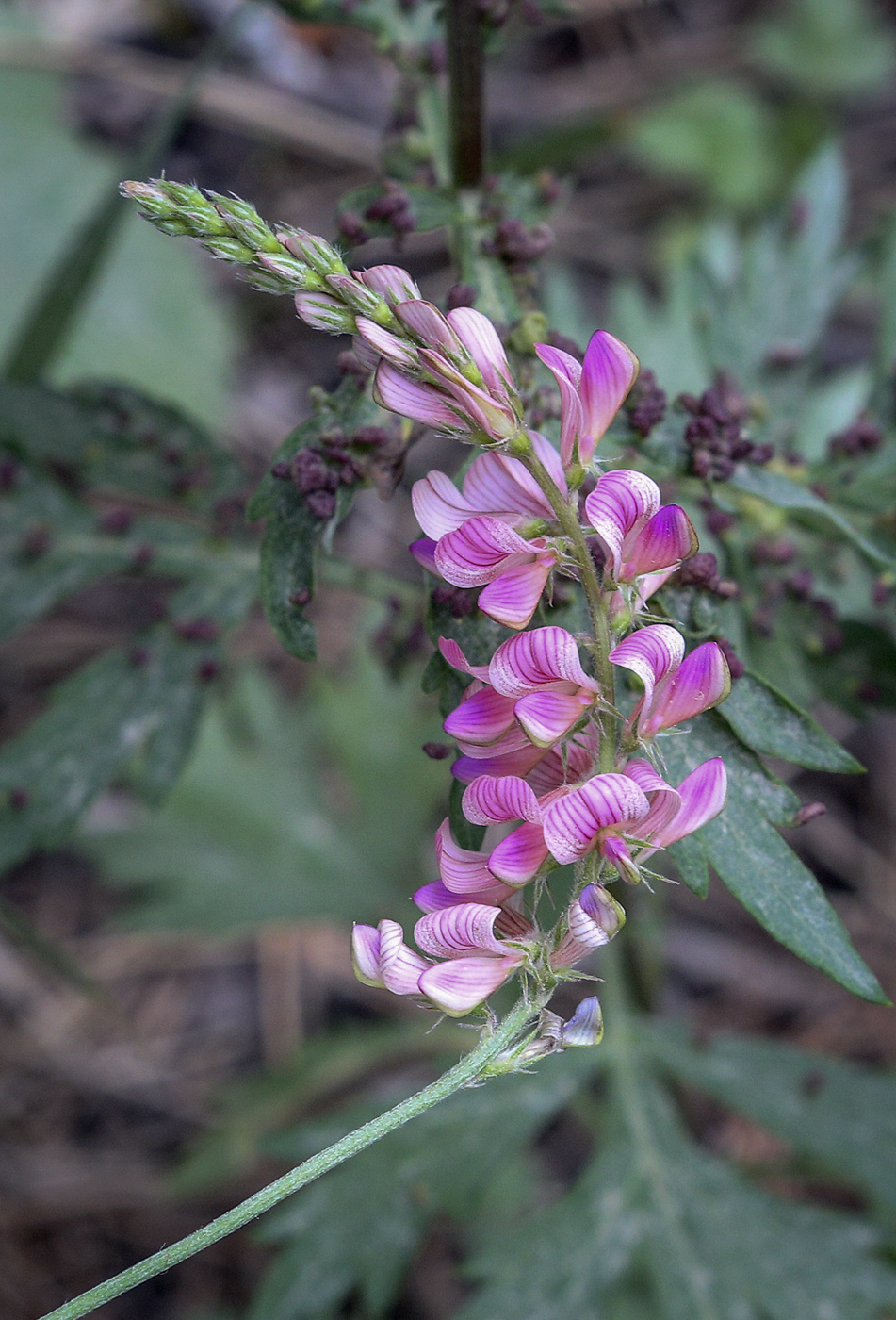 Изображение особи Onobrychis sibirica.