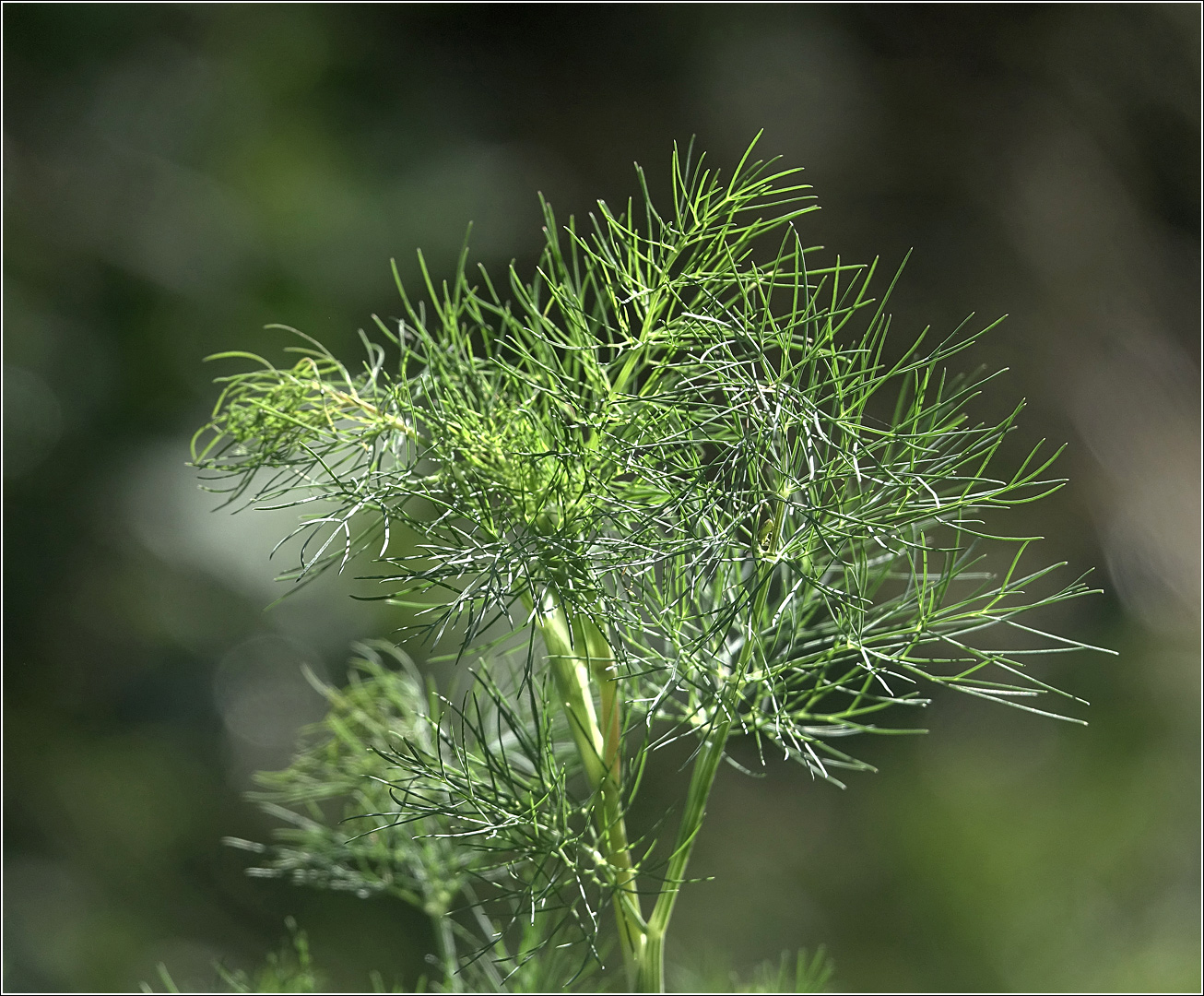 Изображение особи Anethum graveolens.