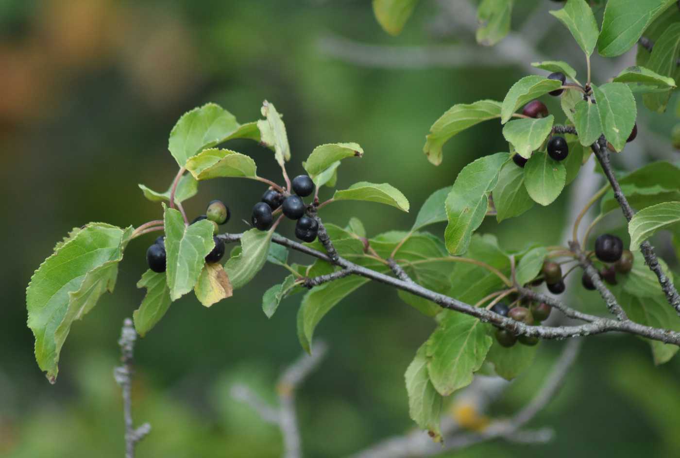 Image of Rhamnus cathartica specimen.