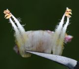 Image of taxon representative. Author is Антон Попович