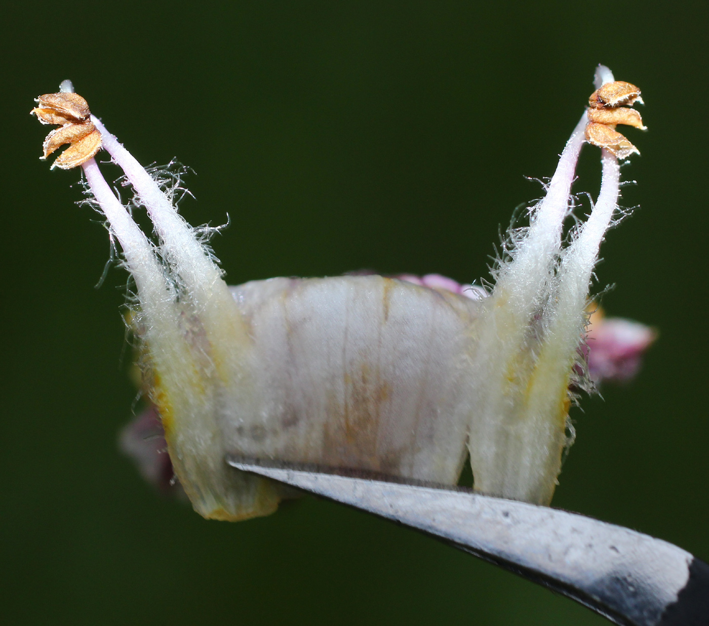 Image of Orobanche pubescens specimen.