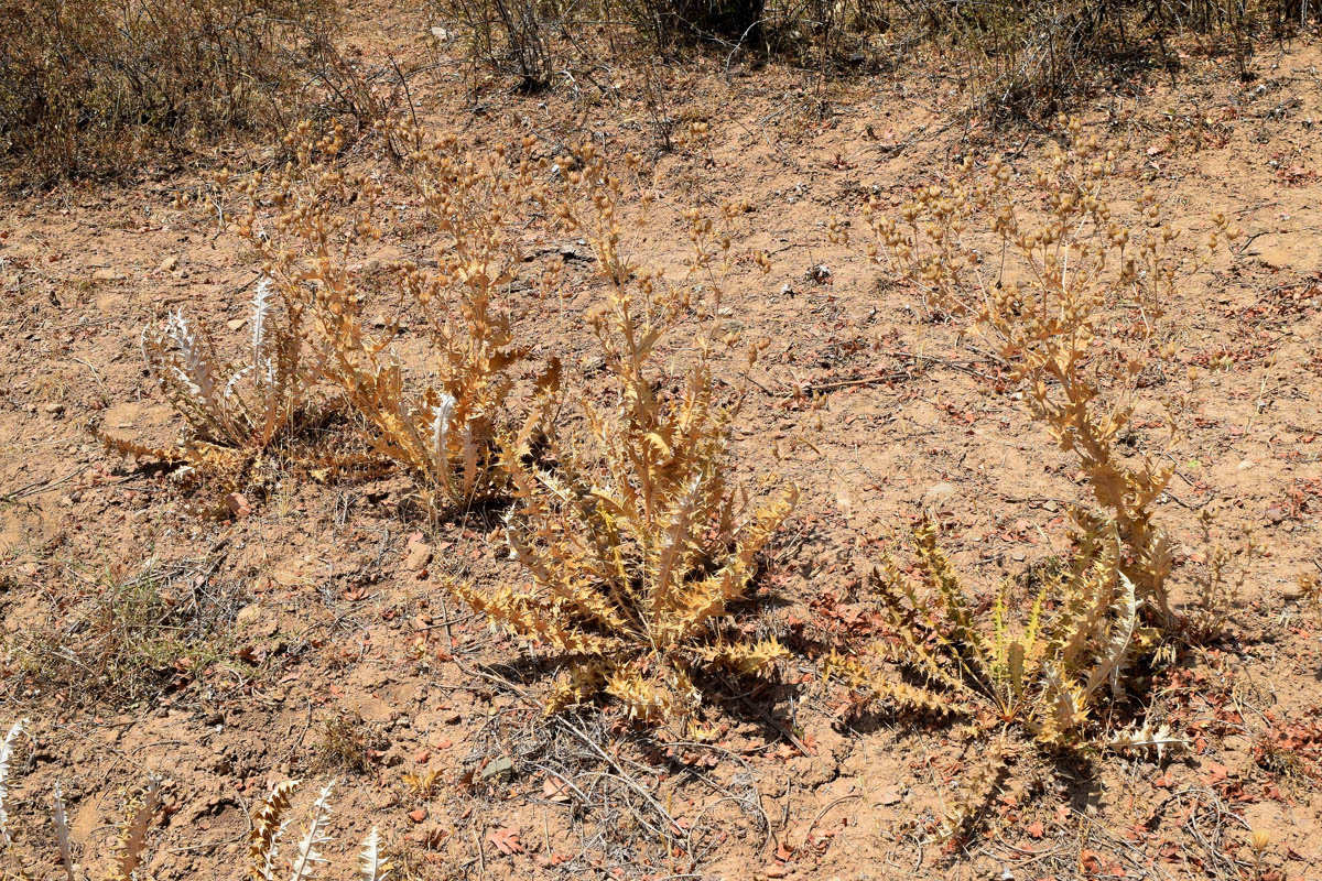 Image of Cousinia vicaria specimen.