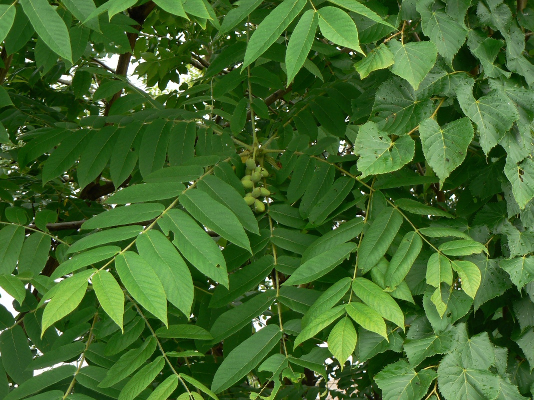 Image of Juglans mandshurica specimen.