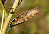 Chamaecytisus ruthenicus