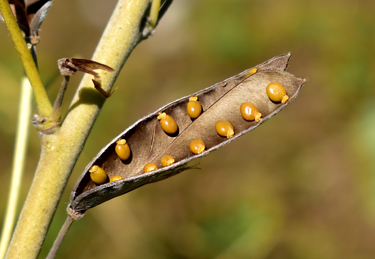 Изображение особи Chamaecytisus ruthenicus.