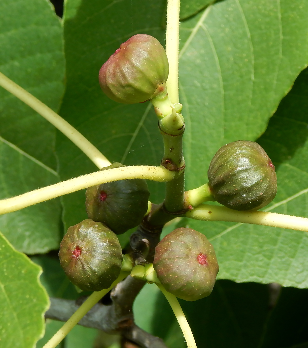 Изображение особи Ficus carica.