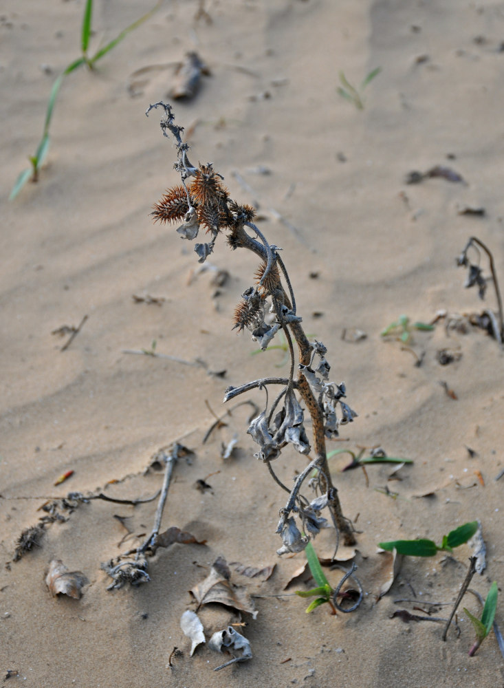 Image of Xanthium orientale specimen.