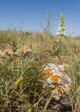 Stachys atherocalyx. Цветущее растение. Крым, Керченский п-ов, Ленинский р-н, окр с. Осовины, мыс Газан, степь, задернованное обнажение известняка. 28.05.2021.