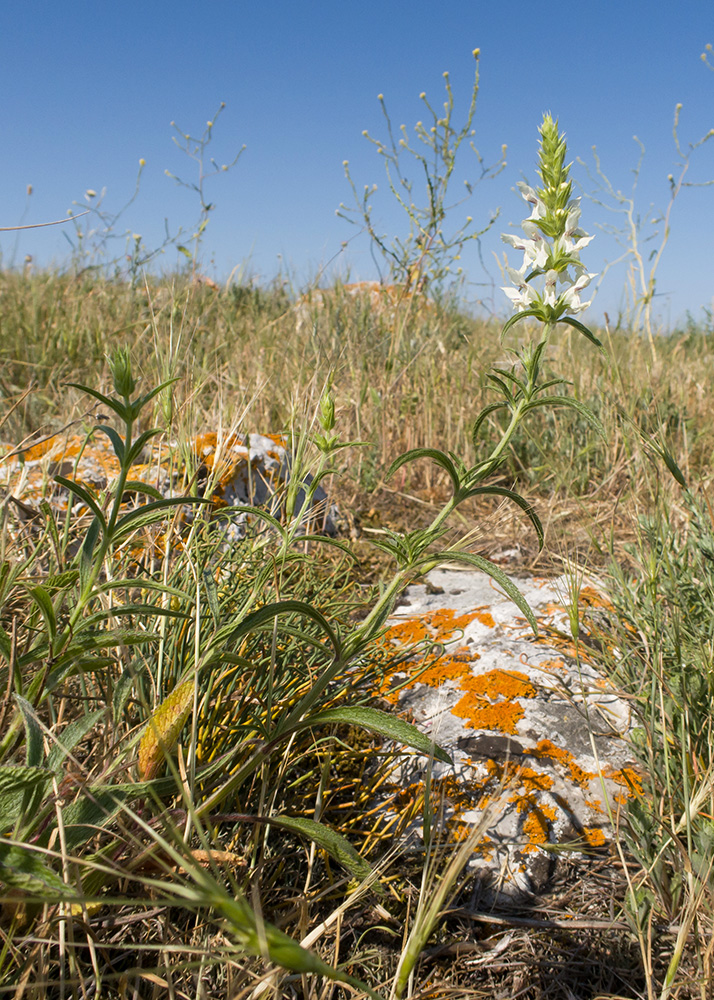 Image of Stachys atherocalyx specimen.