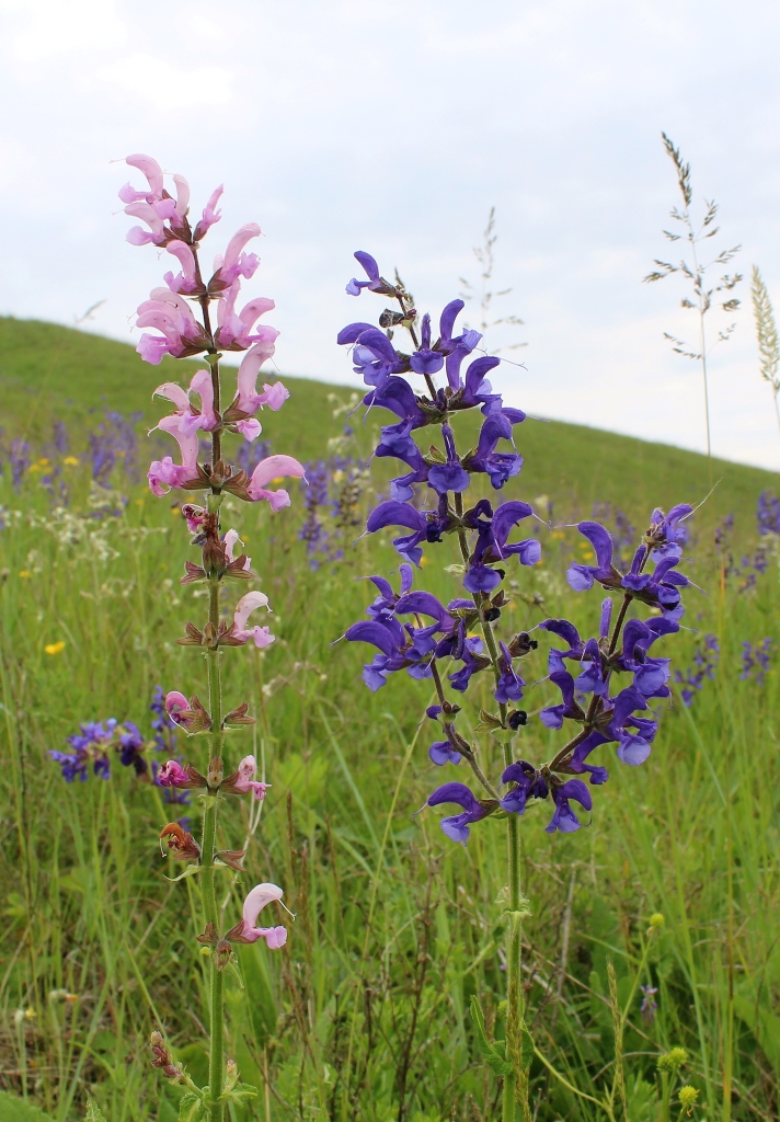 Изображение особи Salvia pratensis.