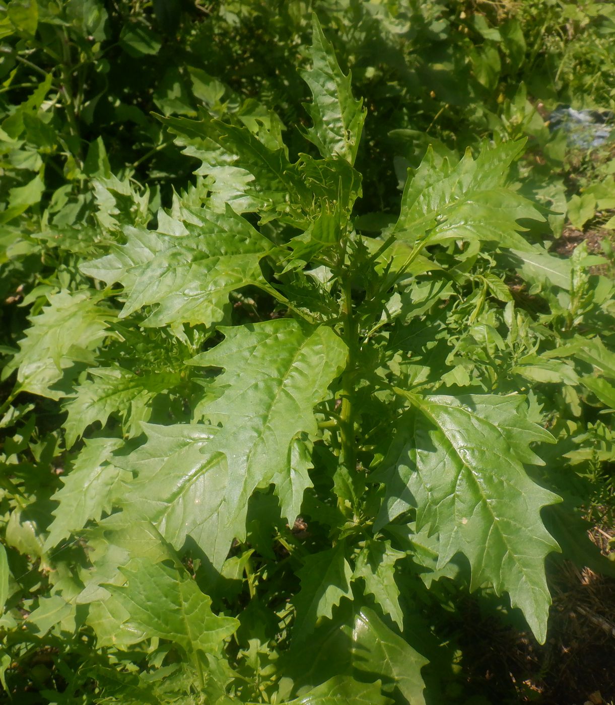 Image of Oxybasis rubra specimen.