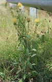 Centaurea salonitana