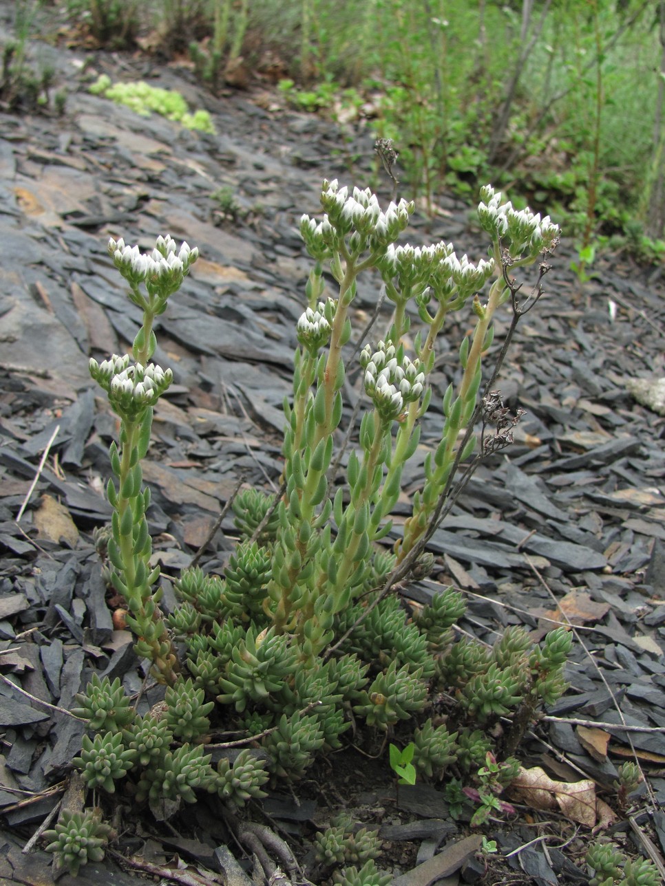 Изображение особи Sedum subulatum.