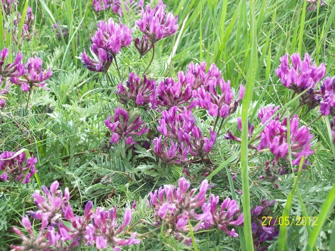 Изображение особи Astragalus cornutus.