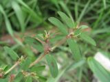 Euphorbia maculata
