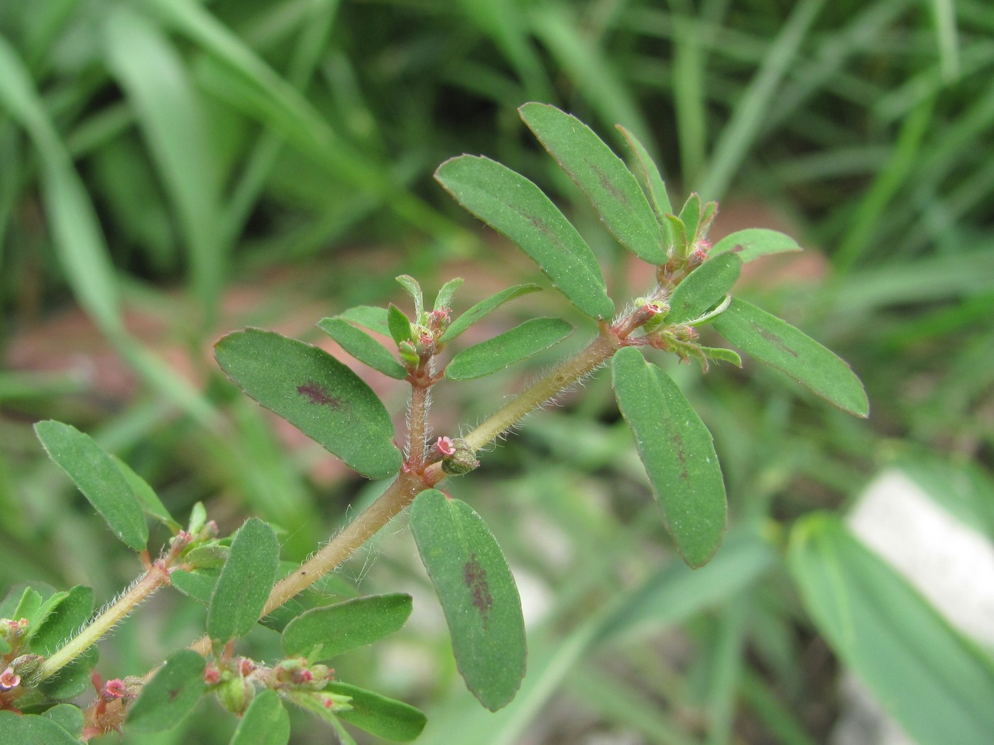 Изображение особи Euphorbia maculata.