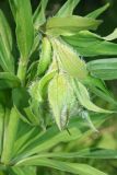 Lilium pilosiusculum. Верхушка побега. Республика Татарстан, Агрызский р-н. 05.06.2010.