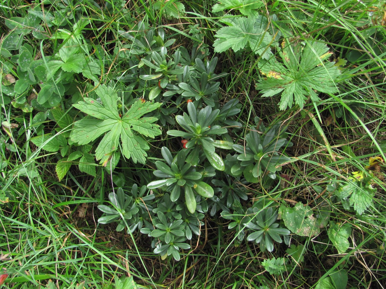 Image of Daphne glomerata specimen.