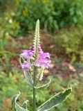 Physostegia virginiana. Верхушка побега с соцветием (пестролистная форма). Санкт-Петербург, Ботанический сад БИН РАН, в культуре. 24.09.2015.