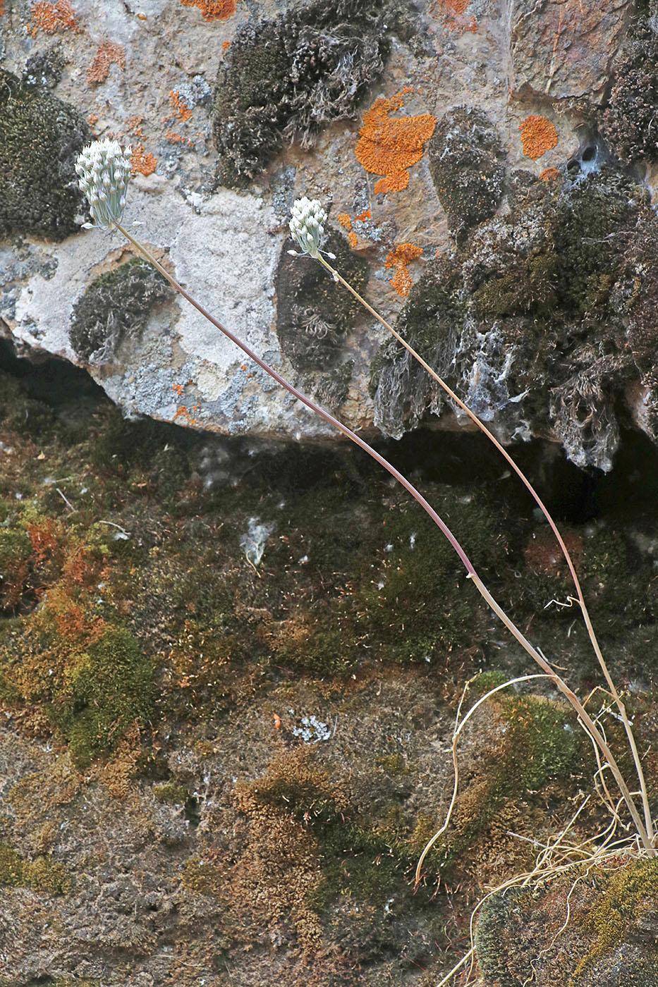 Image of genus Allium specimen.