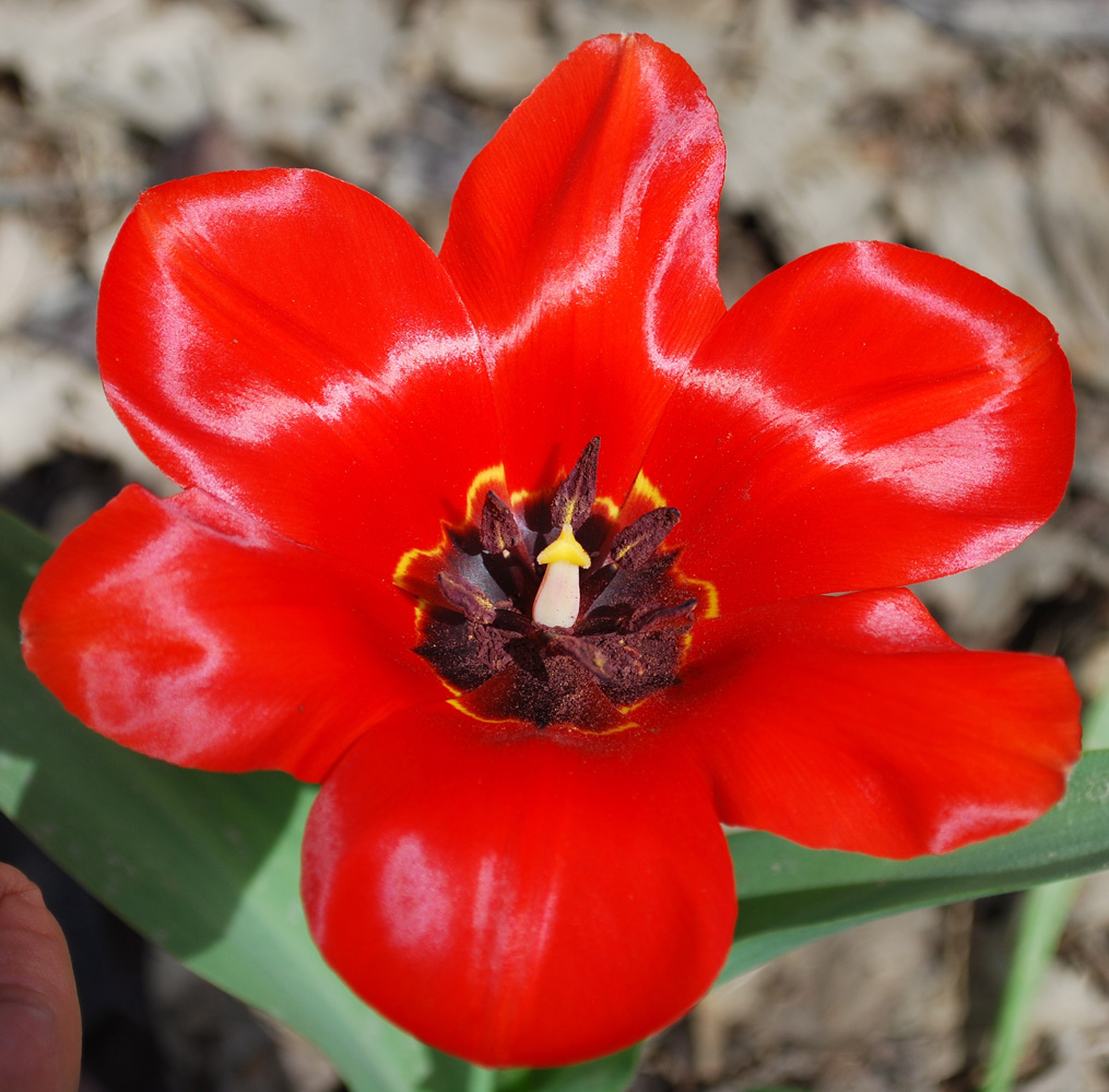 Image of Tulipa fosteriana specimen.