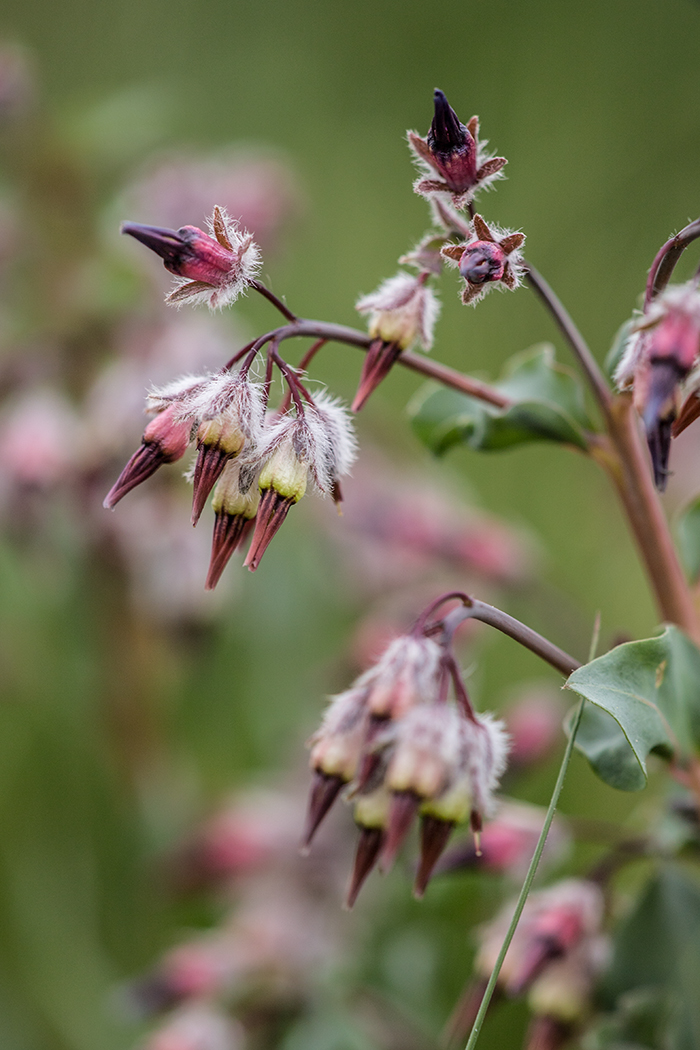 Изображение особи Rindera tetraspis.