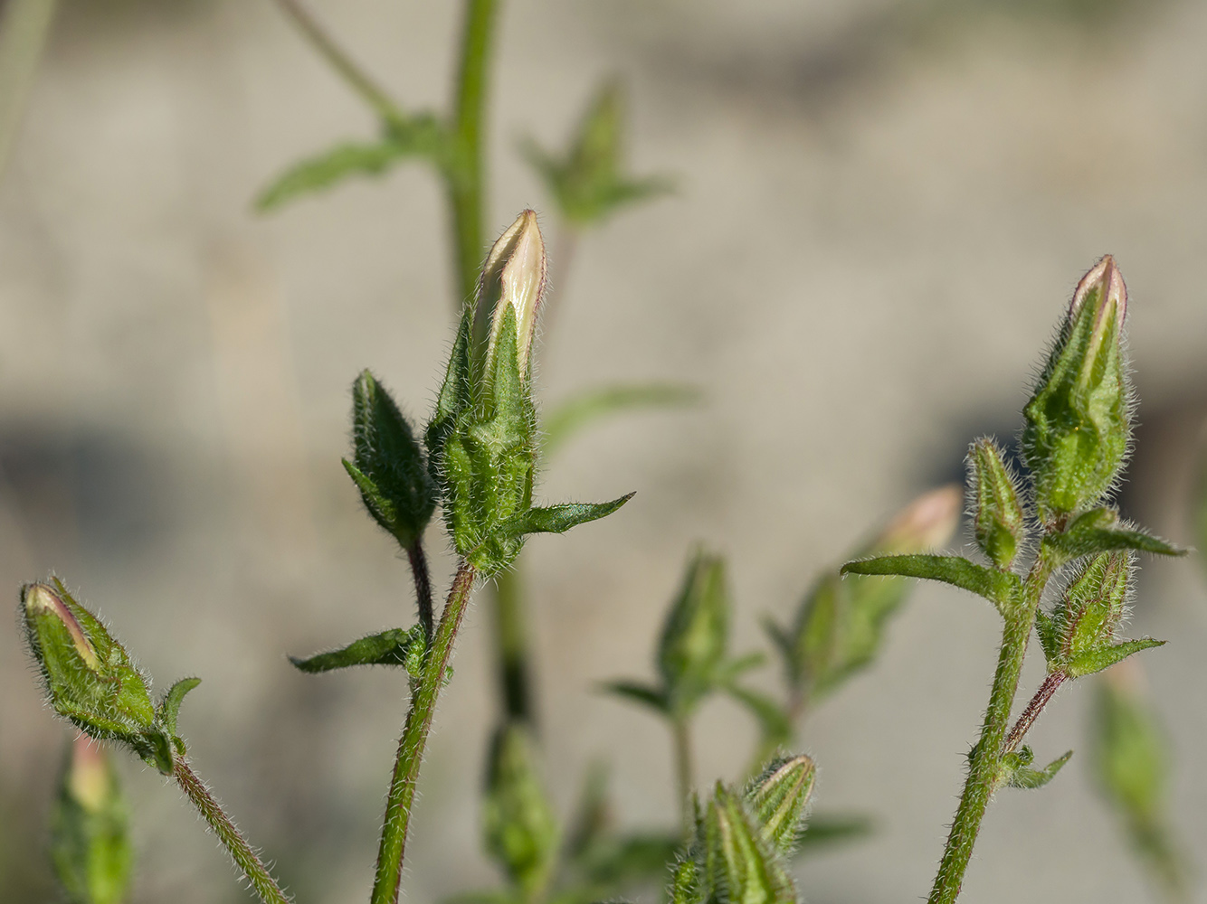 Image of Campanula komarovii specimen.