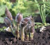 Pulsatilla multifida