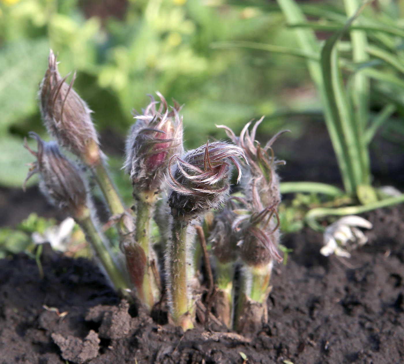 Image of Pulsatilla multifida specimen.